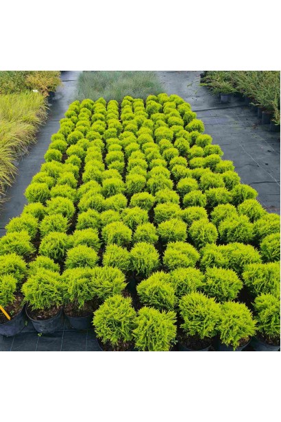 Туя западная Мириам  - 5л/вис.20-25см/Ø20-25см